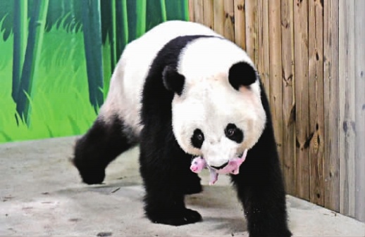 "广州土生"大熊猫"隆隆"顺利产仔