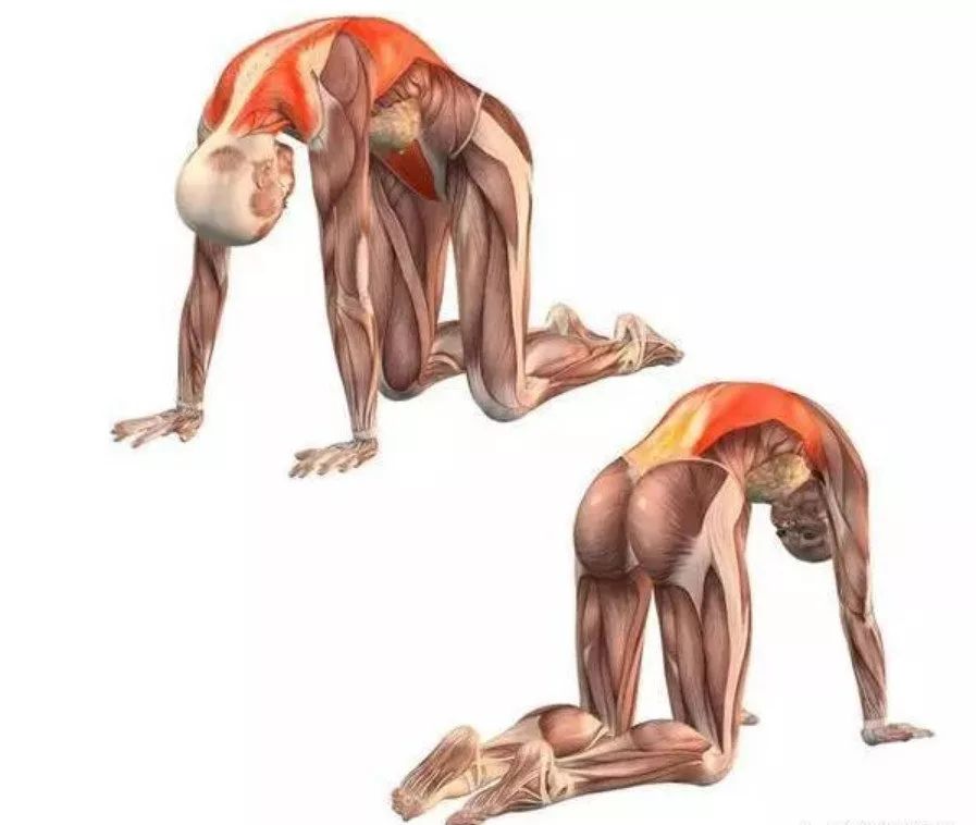 猫式:呼气,含胸拱背,下巴寻找锁骨,眼睛看向肚脐