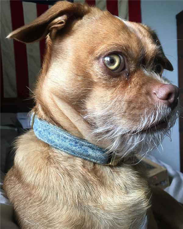 一只白胡子狗狗能做出成千上万种表情让你笑的合不拢嘴