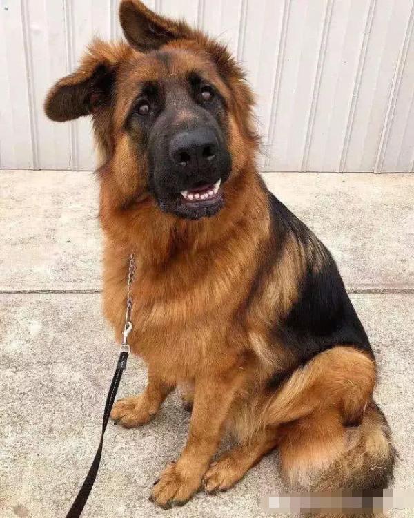 警犬看到后,一个举动感动所有战友|兵哥哥|警犬|狗子_新浪新闻