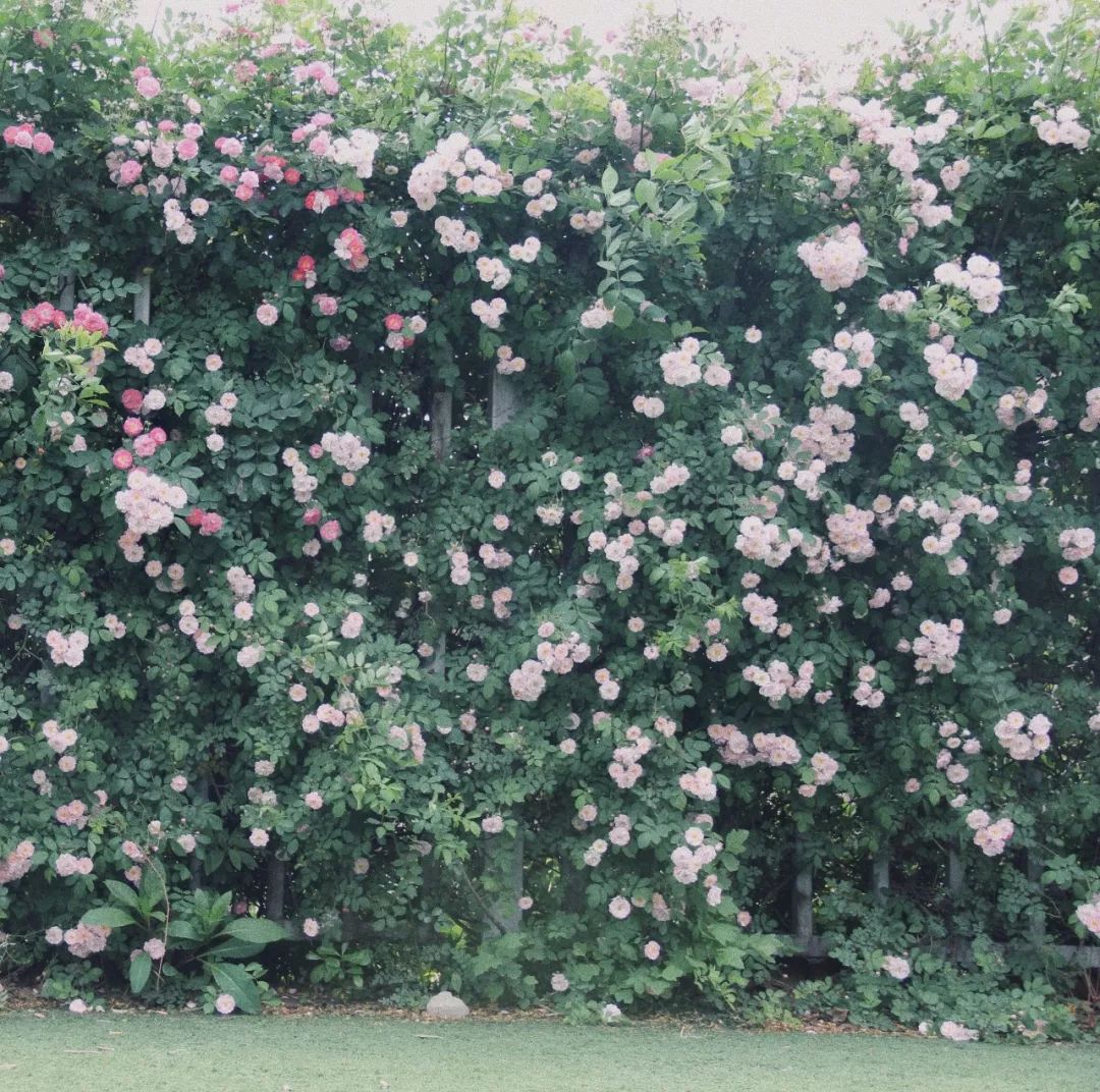 出门就想赏花11000米的花墙即将登陆南京