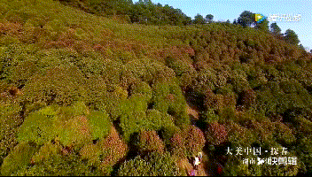 这个春天一定要去一趟怀化!|怀化|侗族|山茶花_新浪新闻