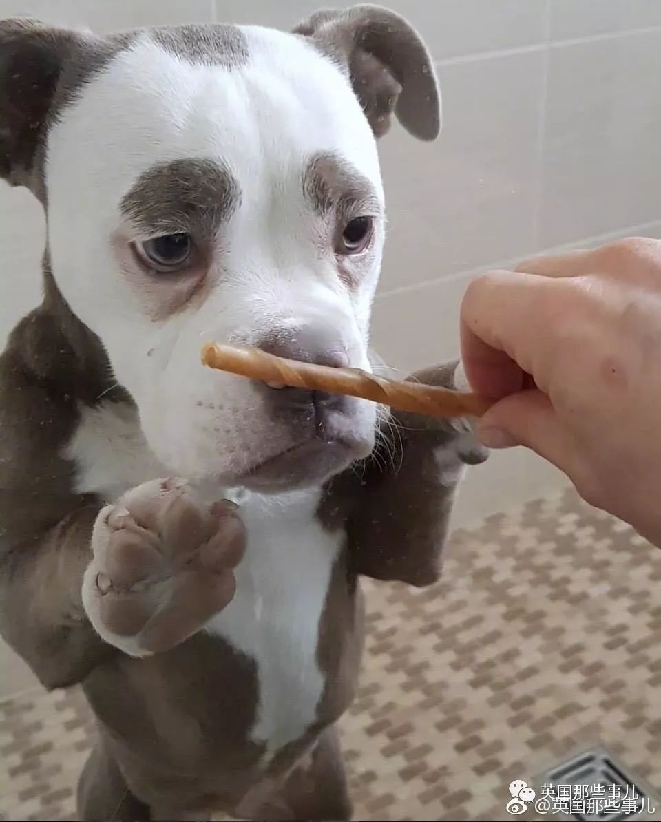 一只自带八字眉的汪星人……悲伤简直要溢出屏幕了