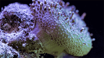 未来深圳要送你一个海洋公园|珊瑚|海洋公园|大鹏_新浪新闻