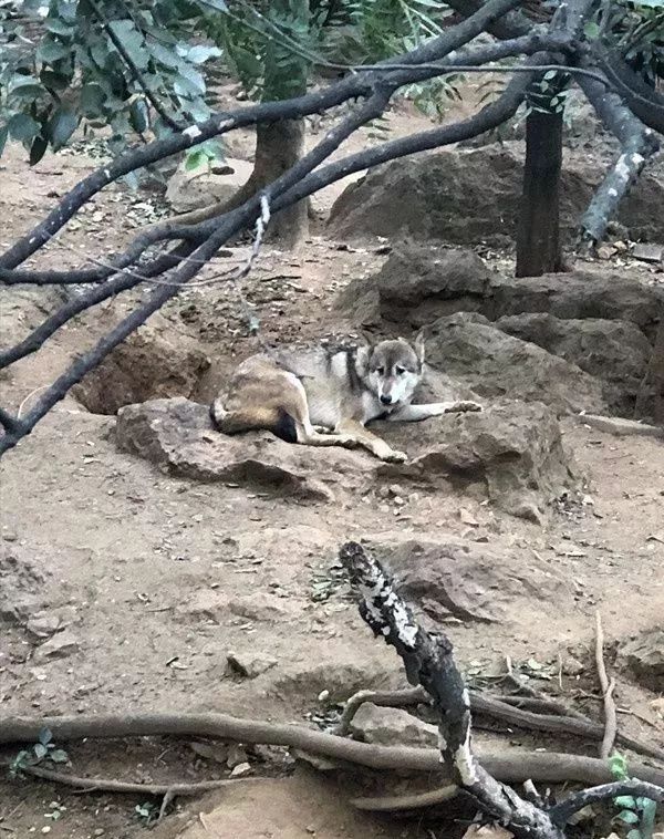 奇葩动物园挂羊头卖狗肉,狗进虎笼,鳄鱼池里养天鹅 | 沸话