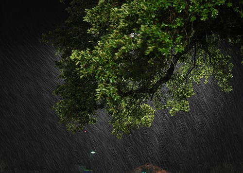遮风挡雨的大树图片图片