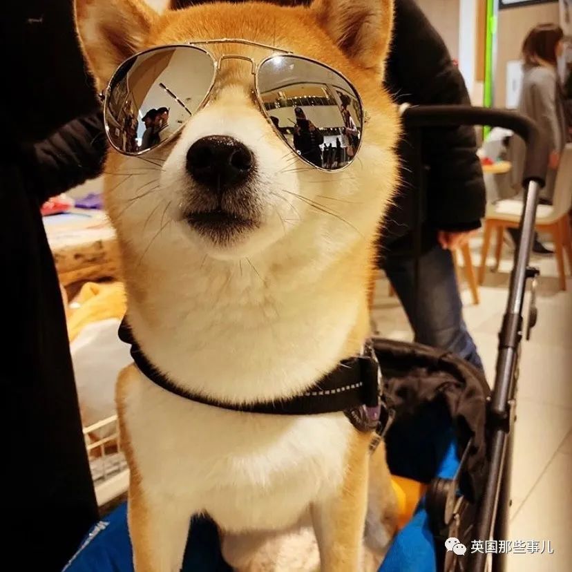 没有什么吸柴犬解决不了的烦恼,如果有,那就多吸几口!