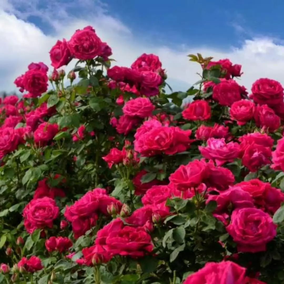 杨丽萍相约楚雄玫瑰花海,浪漫"花事"上演…(高清组图)