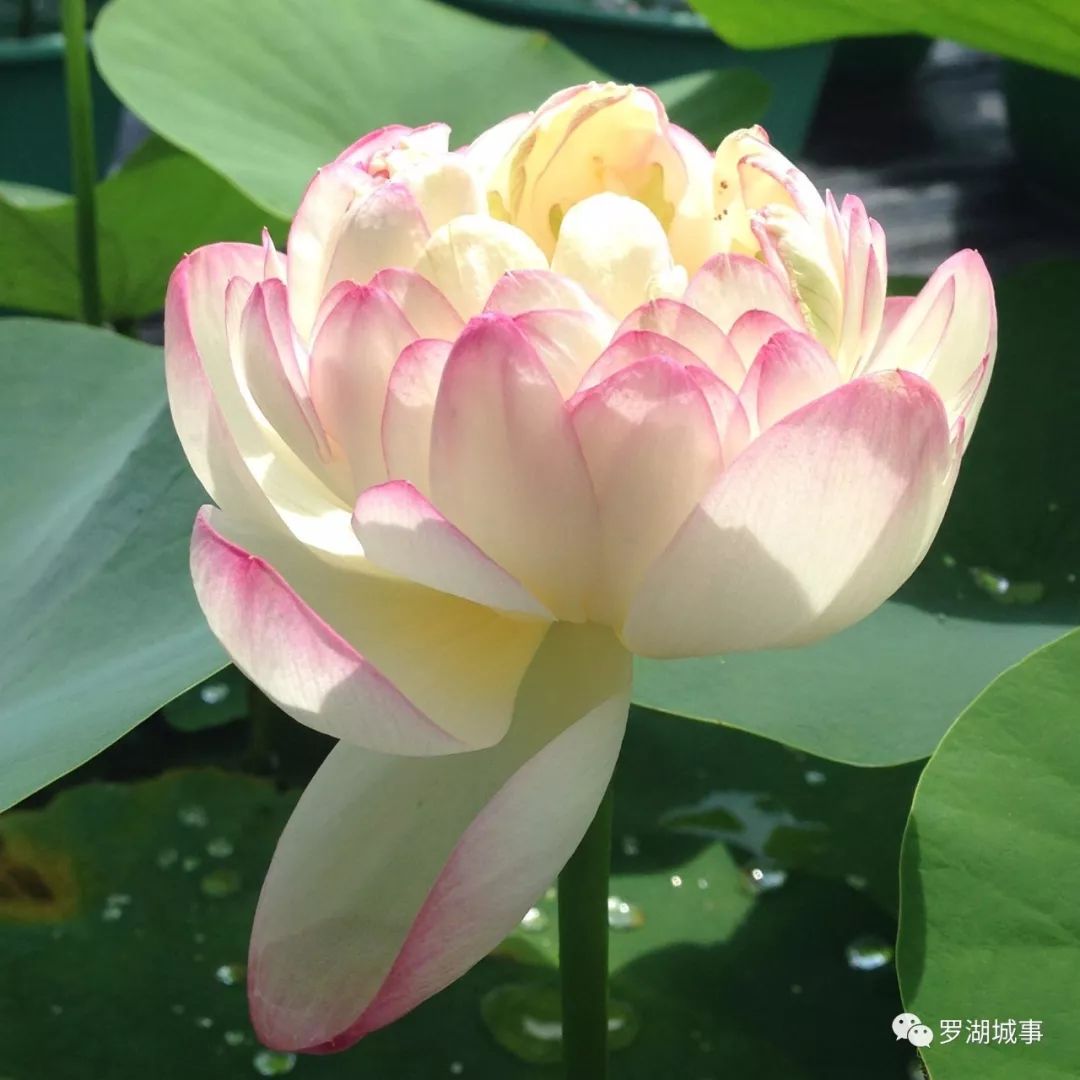 洪湖14美赏花季到来啦百亩荷塘碧连天