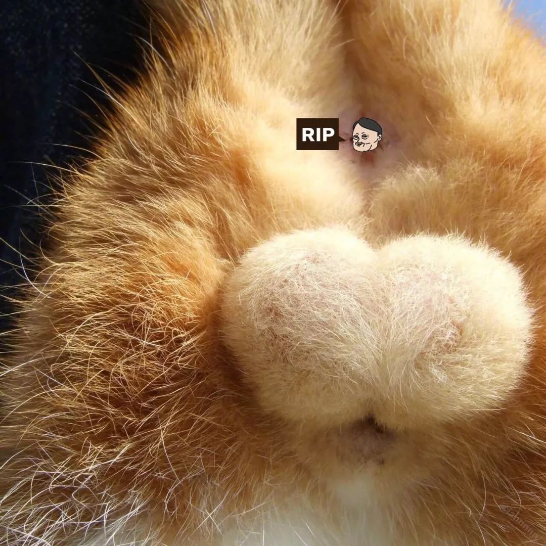 去势之后,猫蛋蛋就变成了空心的 | twitter绝育是一种手术,所以麻醉是