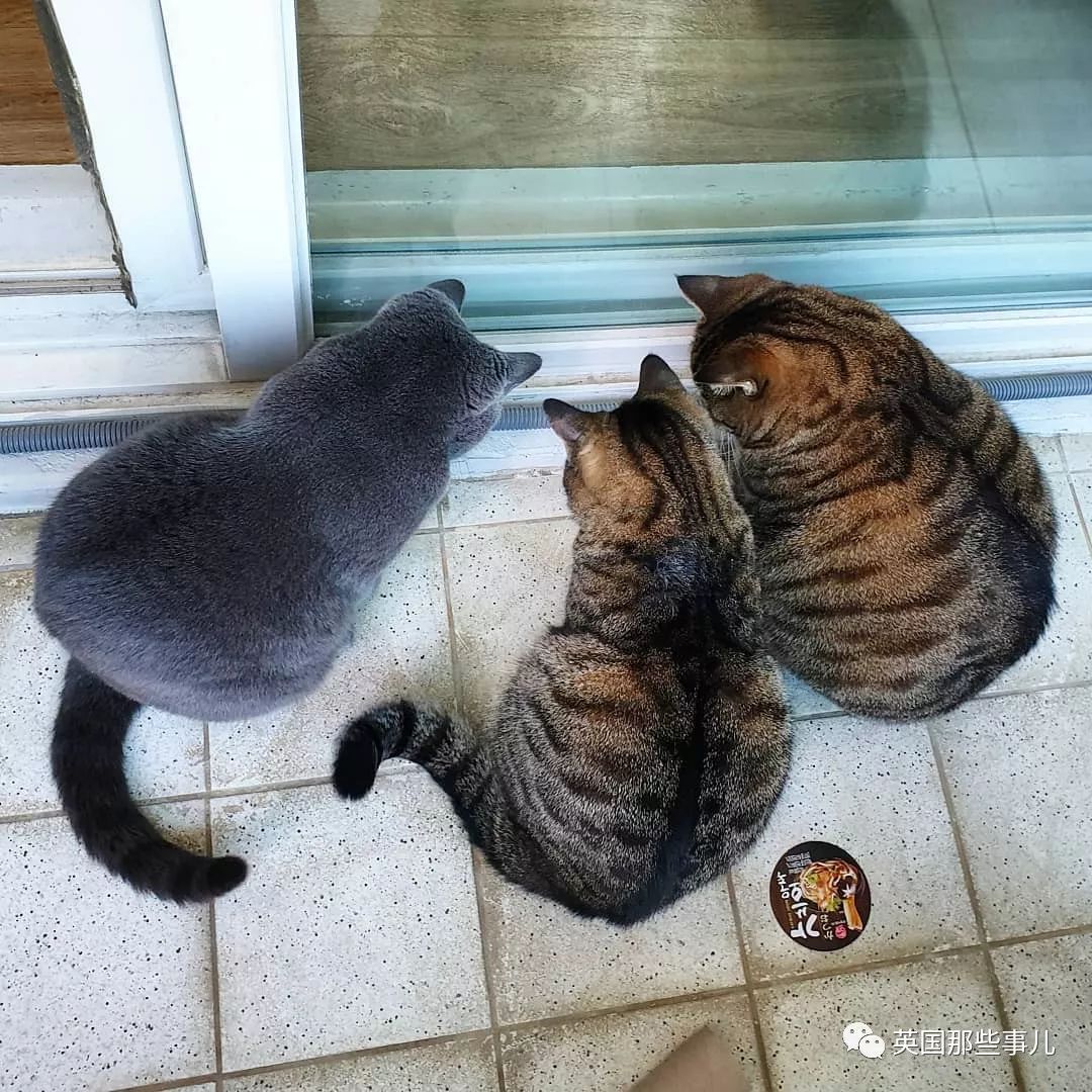 也许是因为混血儿都特别健康且吸收好,小猫coco长得比爹妈都更圆润