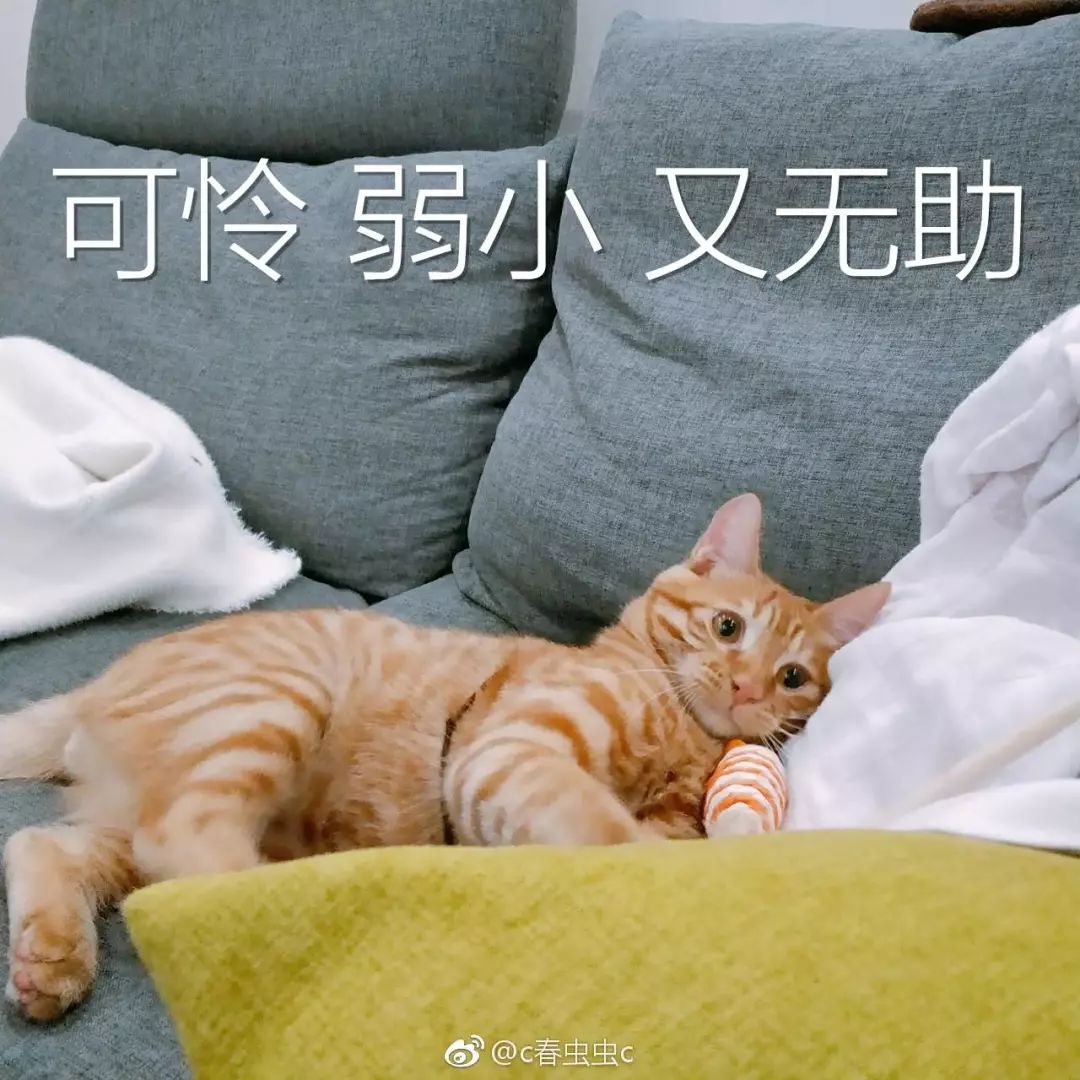 我……明明弱小,可怜又无助我:?