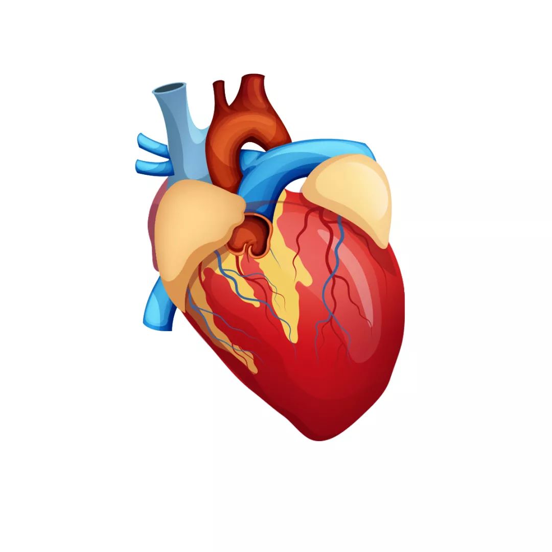 手绘科研绘图心脏6完