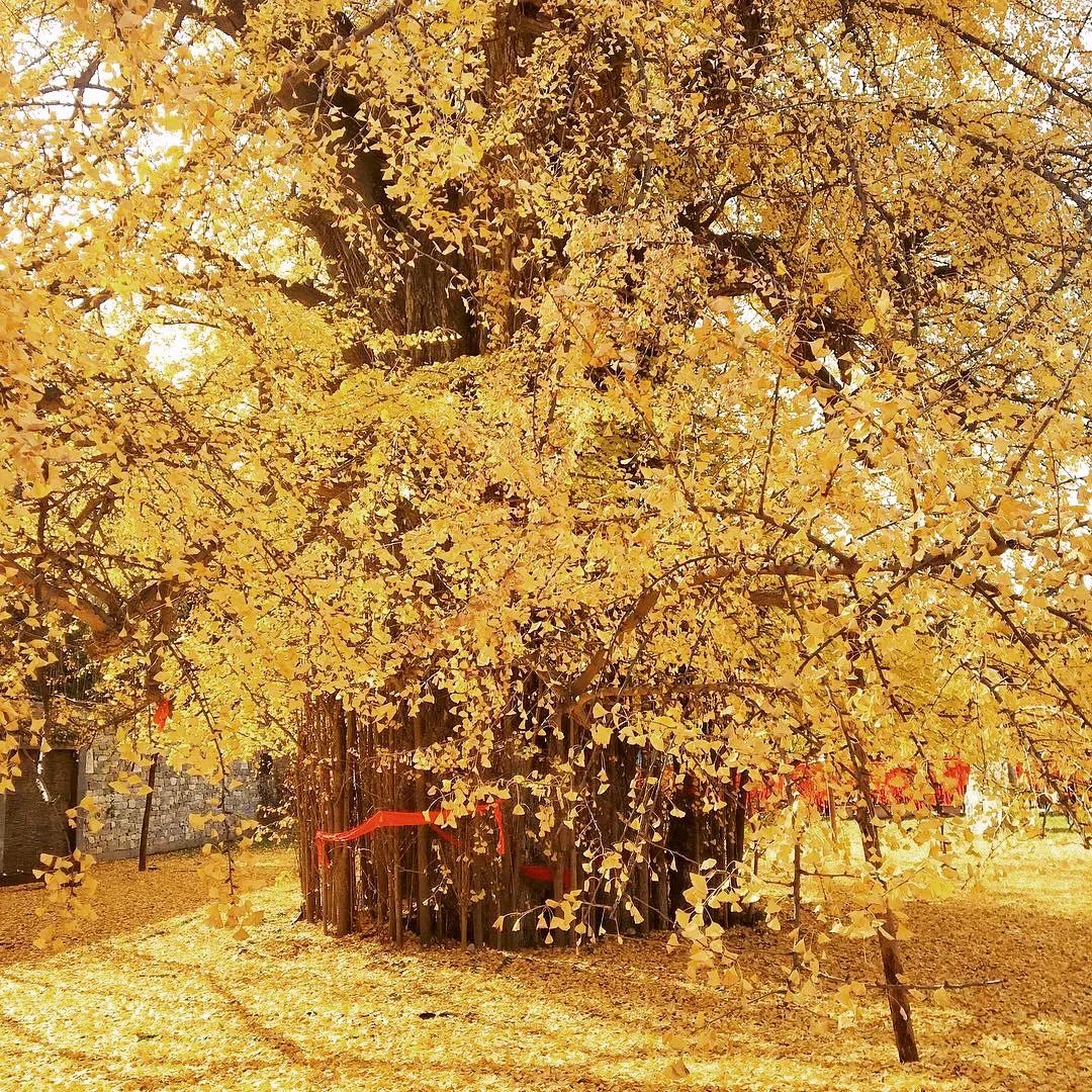 外网4w转发疯狂刷屏西安这颗千年古银杏树成网红想看还得先预约