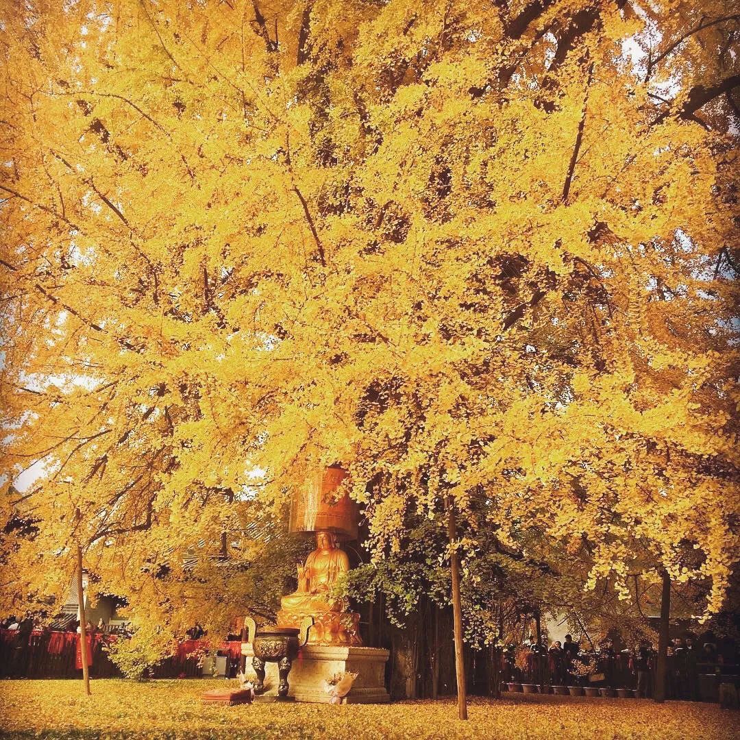 外网4w转发疯狂刷屏西安这颗千年古银杏树成网红想看还得先预约