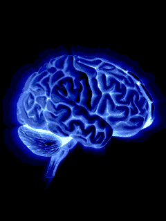 那颗指引大家找到黑洞的大脑怎么被偷偷切成240份