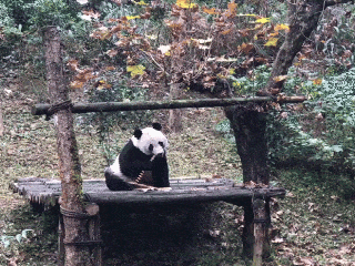 熊猫宝宝从美国快递回来了 它能听得懂上海驾驶