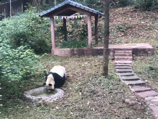 熊猫宝宝从美国快递回来了 它能听得懂上海驾驶
