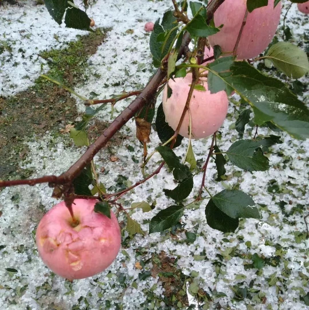 心疼!威海烟台多地遭冰雹突袭,果树受灾严重!明天这些地方有霜冻