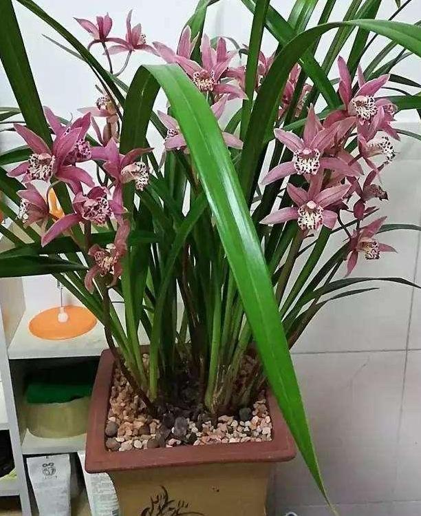 在家盆栽兰花,浇水别踩4大