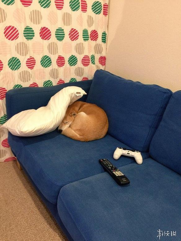 躺下"装死"是家常便饭!看看这只日本最懒网红柴犬