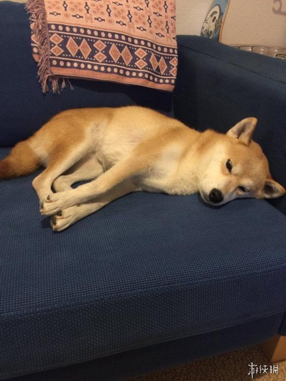 躺下"装死"是家常便饭!看看这只日本最懒网红柴犬