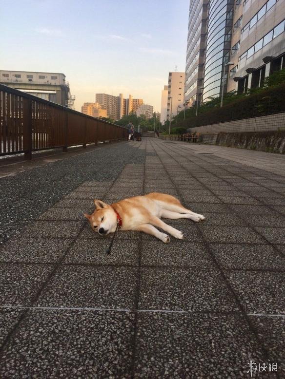 说到柴犬,大家一定会想到那个人见人爱的表情包,近日一只