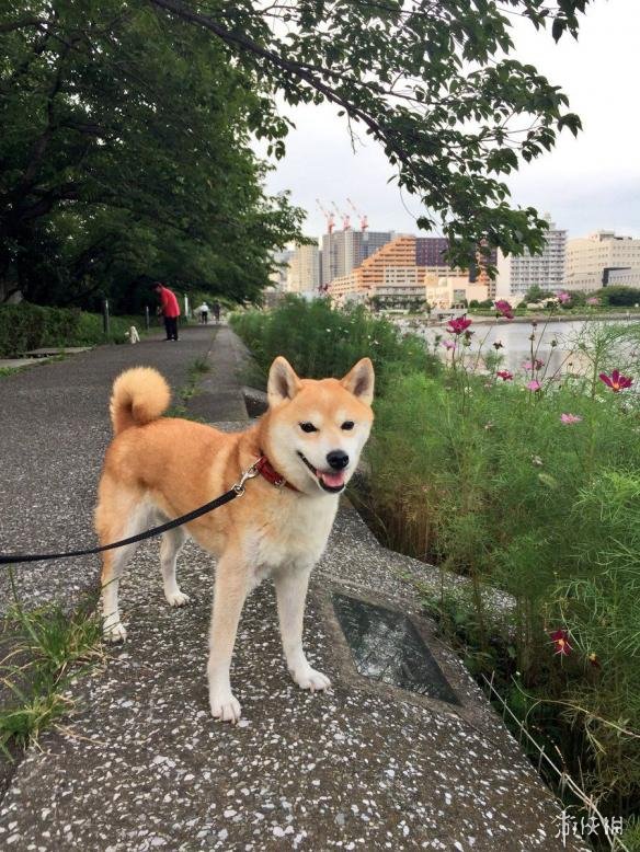 躺下"装死"是家常便饭!看看这只日本最懒网红柴犬