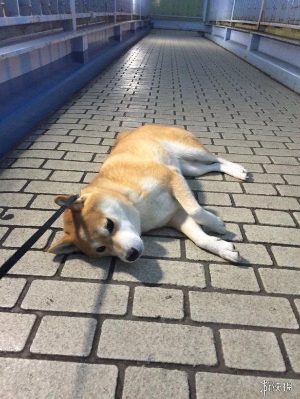躺下装死是家常便饭!看看这只日本最懒网红柴犬