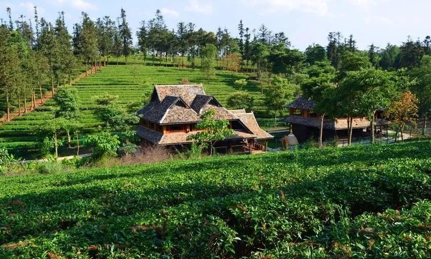 【發現·最美雲南】在勐海,大塊吃肉,大口喝茶|雲南|勐海|大益茶_新浪