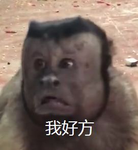 猴子成精了,自带表情包!网友:工作人员顶替的?