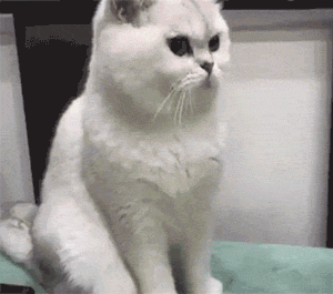 这两只猫站在一起白喵趁另一猫不注意偷亲了它一下后