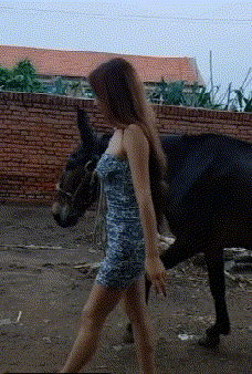 我有一头小毛驴,我从来都不骑