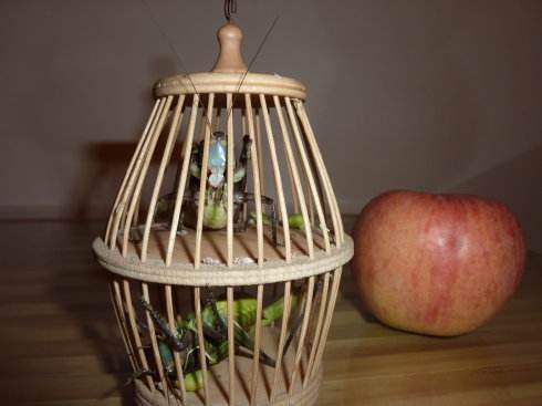 繁星   笼子里的蝈蝈