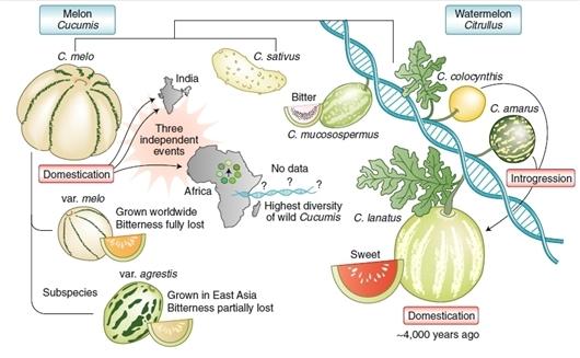 科学家首次揭示西瓜甜瓜驯化基因组历史