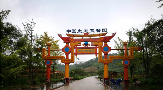 探寻凯缘春蓝莓红酒的品牌根源—麻江蓝莓和中国蓝莓酒之乡