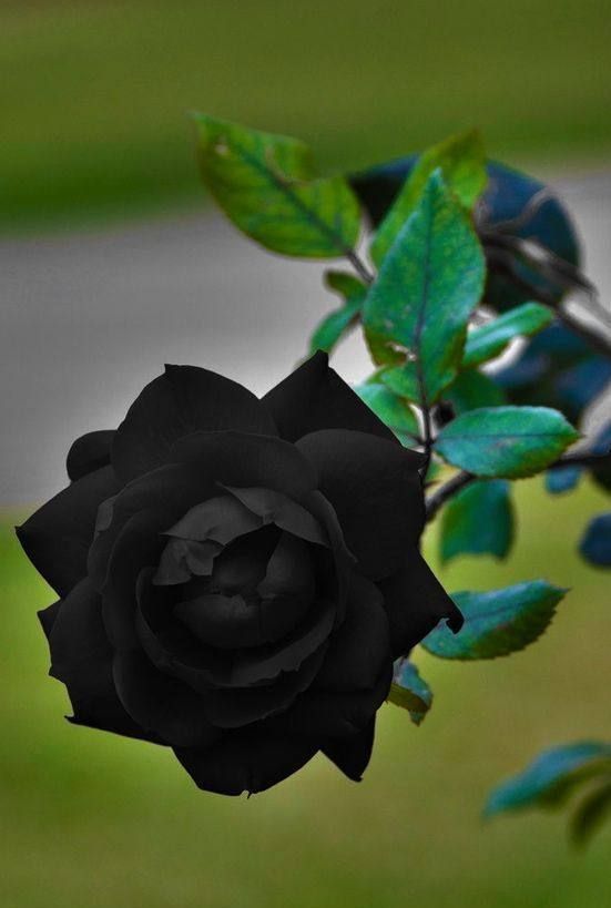 奇奇奇,世界上真有黑色的花?这些独特的花朵你见过没有?