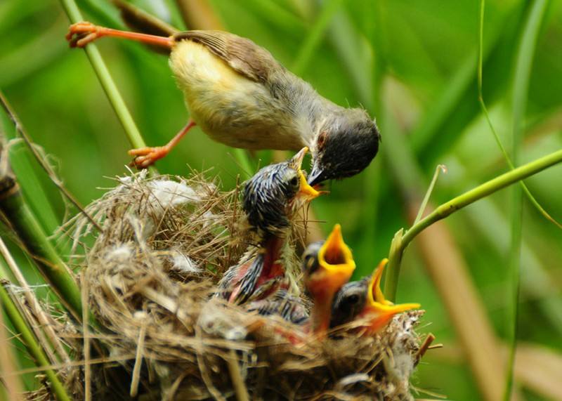 美文丨趣谈"鸟奶"