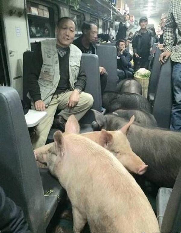 坐火车奇观:和几个大猪同车厢