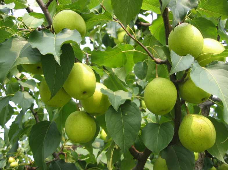 密云黄土坎大鸭梨熟了单果足有半斤重