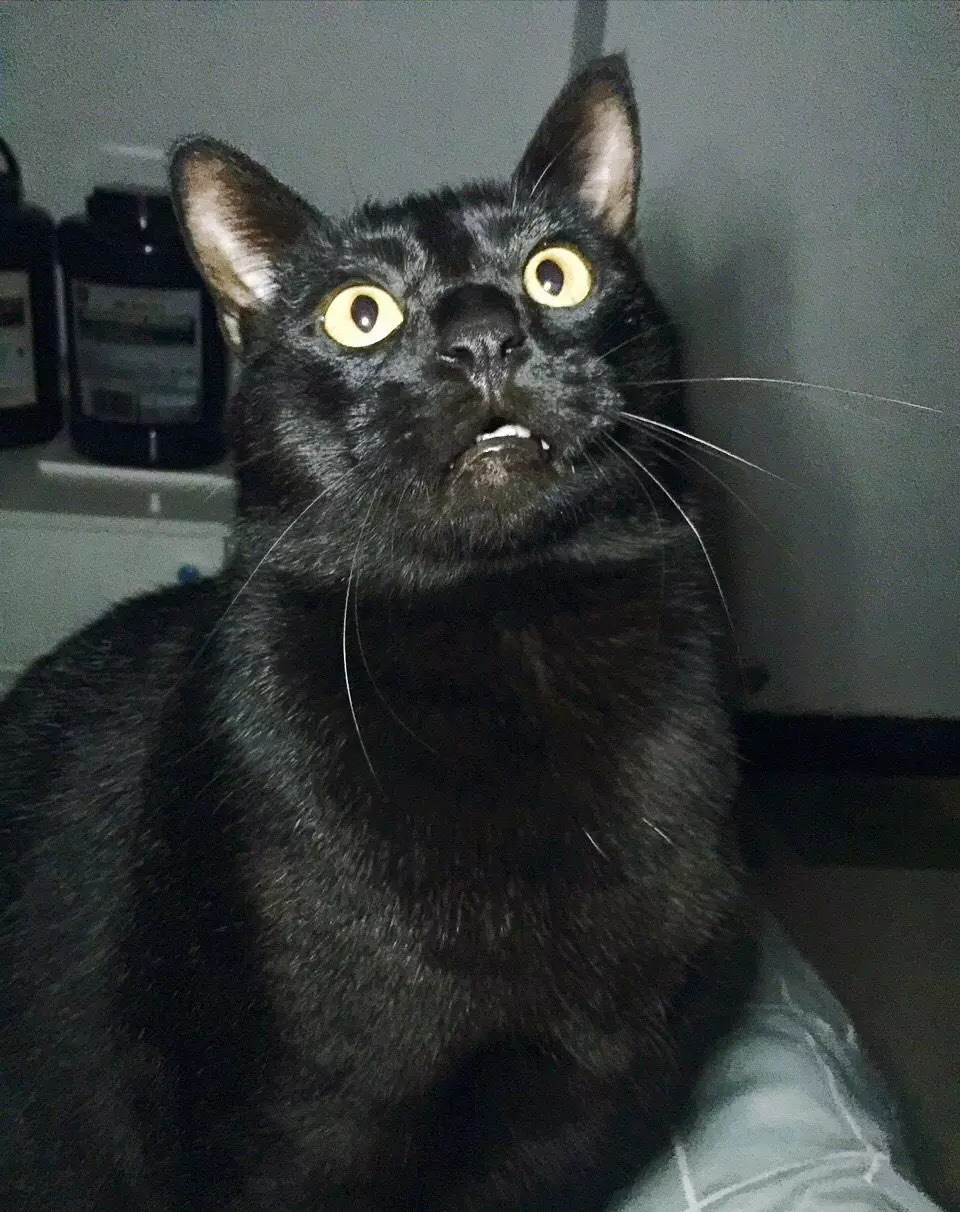 哈哈哈哈哈哈哈哈哈哈哈哈|参赛|选手|斗鸡_新浪新闻