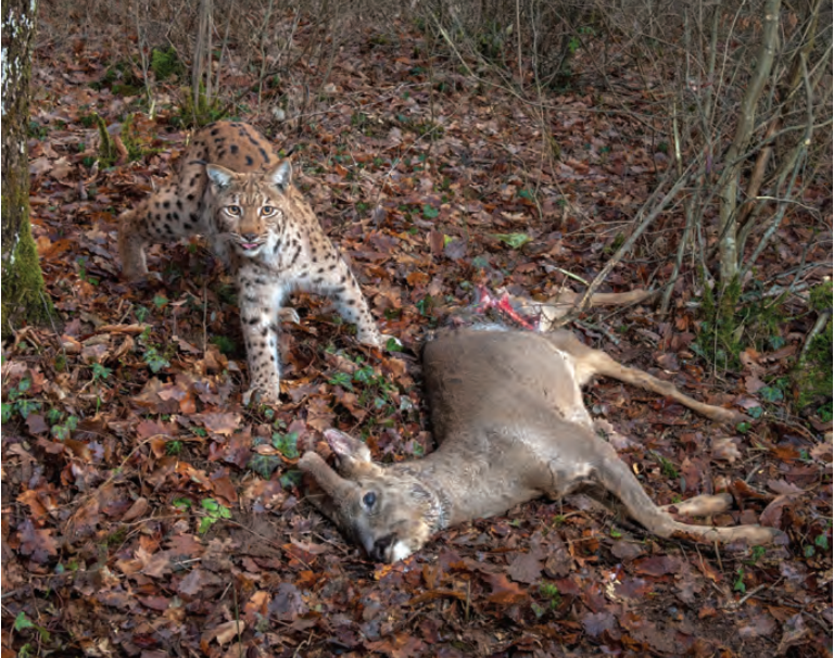 猞猁尾巴那么短,是因为吃兔子吗?