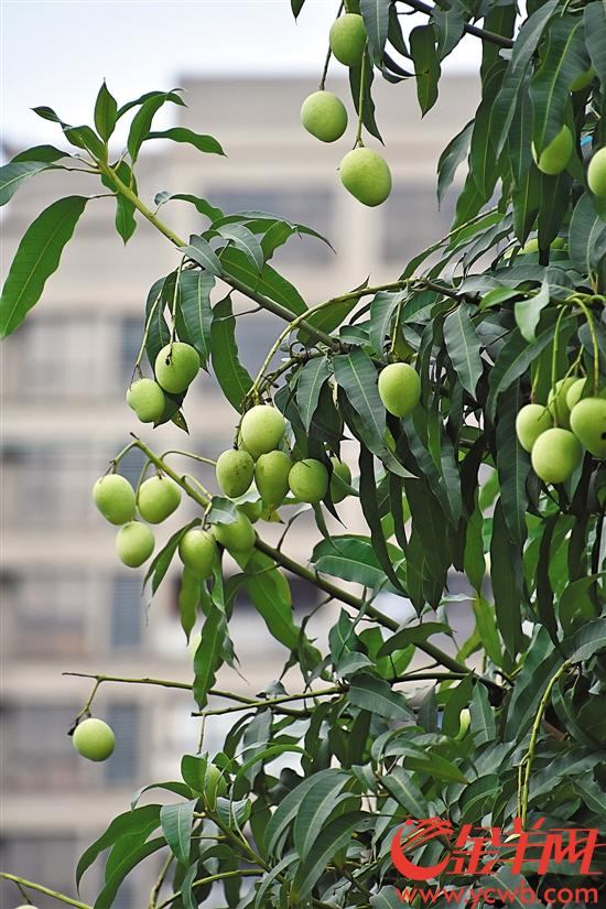 东莞城管发出了温馨提示称,道路两旁的绿化芒果树经常喷打农药除虫