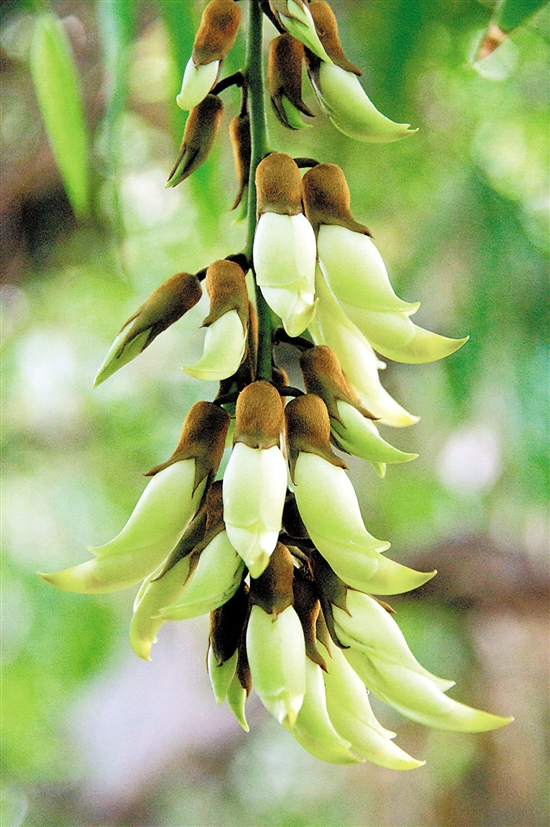 四张牌促乡村振兴 山水产城高度融合