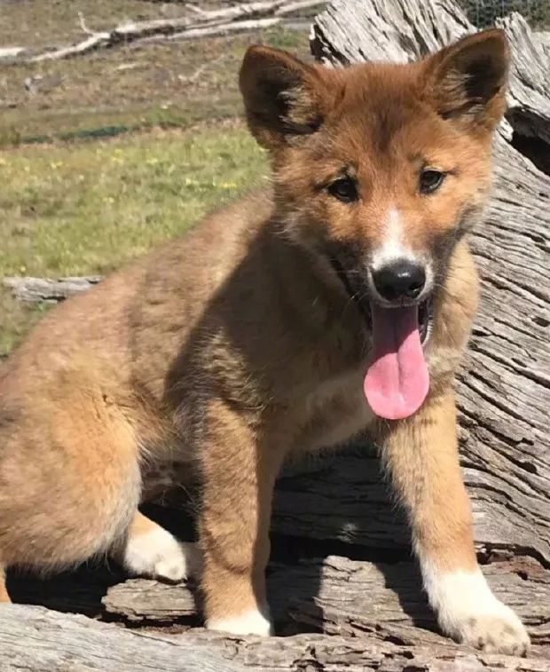 而这段年幼时期"当狗的生活",也是对它的野狗生涯产生了很大的影响