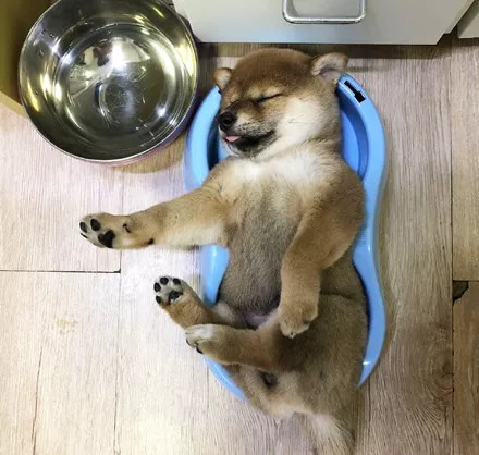 小柴犬吃饱后直接在自己的饭盆里睡着了,小模样萌炸了.