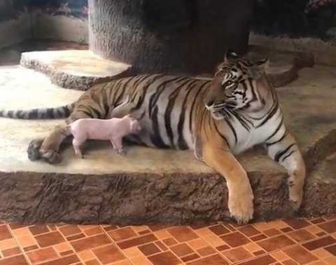 老虎笼发现一头猪游客担心它的安全接下来一幕很无语