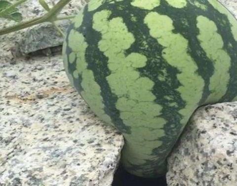 男子发现自家石头缝里长出1个西瓜 他的做法让人纷纷夸其聪明