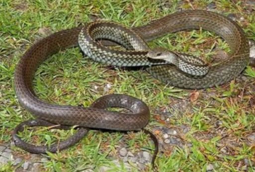 居民将蛇蛋搁屋里结果孵化了 上百条蛇爬进居民楼