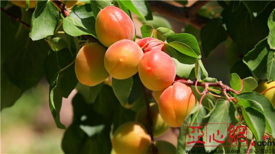 新疆托克逊县早熟杏成熟上市
